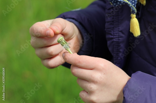 child hands holding a dandelion 