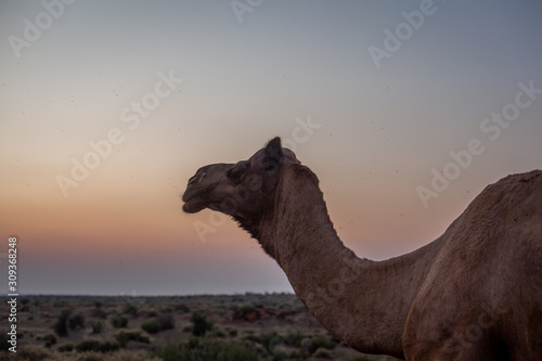 Camel at sunset in the Thar desert close from Jaisalmer  India