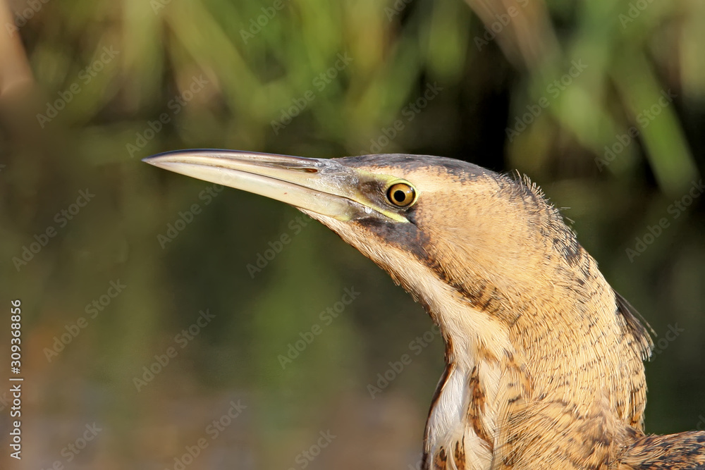 Unusual portrait of a Eurasian Great Bittern in a natural habitat Unusual portrait of a Eurasian Great Bittern in a natural habitat