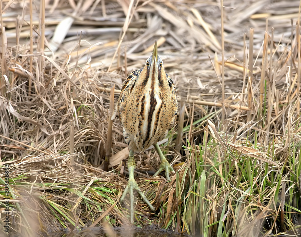 Great bittern in funny pose. Great bittern in funny pose.