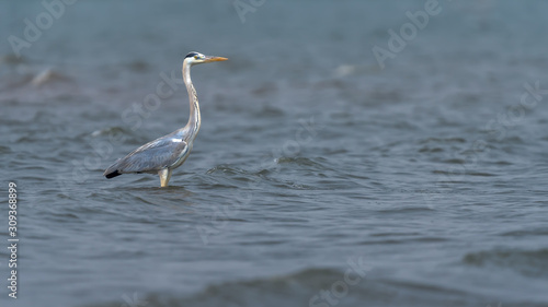 Isolated Great Heron in the middle of a Lake in early morning