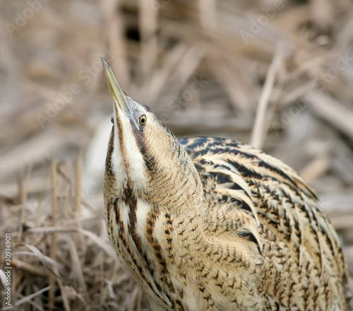 Unusual portrait of a Eurasian Great Bittern in a natural habitat