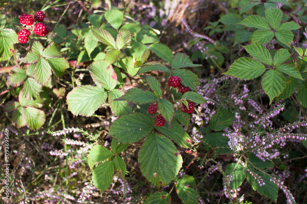 Red berries among the foliage in the forest Red berries among the foliage in the forest