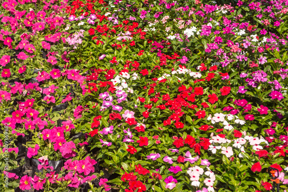 Beautiful and colorful flowers in the garden Bangkok Thailand