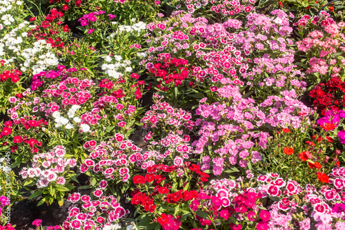 Fototapeta Naklejka Na Ścianę i Meble -  Beautiful and colorful flowers in the garden Bangkok Thailand
