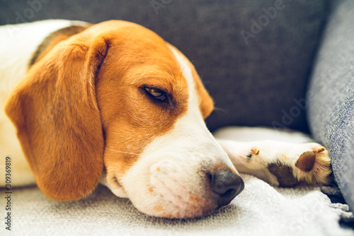 Beagle dog tired sleeps on a cozy couch in bright room. Closeup, canine background