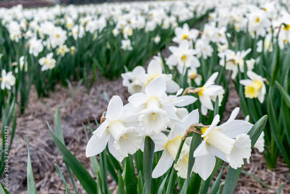 White narcissus flower fields in Holland. Spring country landscape with flowering daffodils. Cultivation of flower bulbs in the Netherlands. White narcissus flower fields in Holland. Spring country landscape with flowering daffodils. Cultivation of flower bulbs in the Netherlands.
