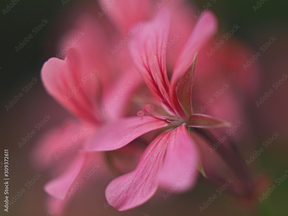 Closeup of a pink geranium flower