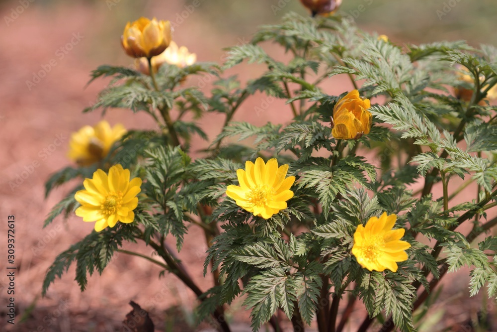 福寿草 Stock Photo Adobe Stock