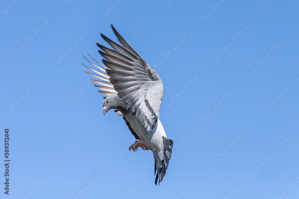 Obraz premium The landing of a racing pigeon with wings spread wide
