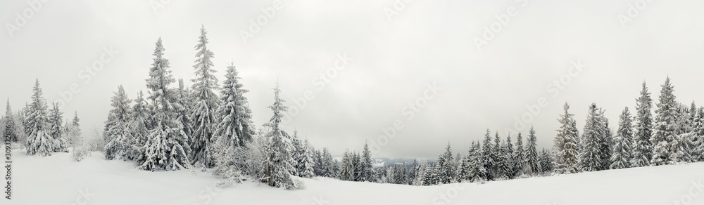 Bottom view tall beautiful majestic spruce trees