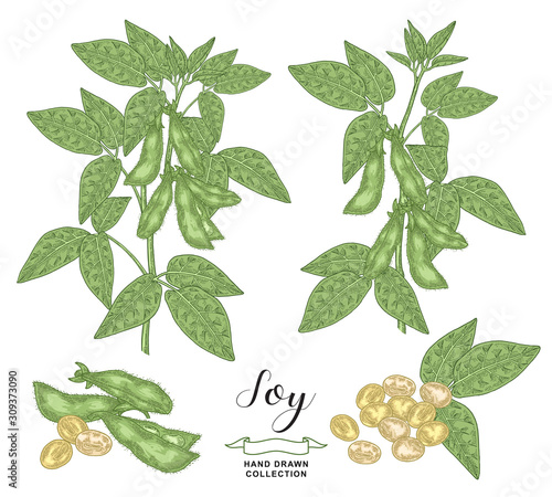 Soy plant collection. Colorful soy branches, pods and soybean isolated on white background. Vector illustration botanical. Hand drawn engraving style.
