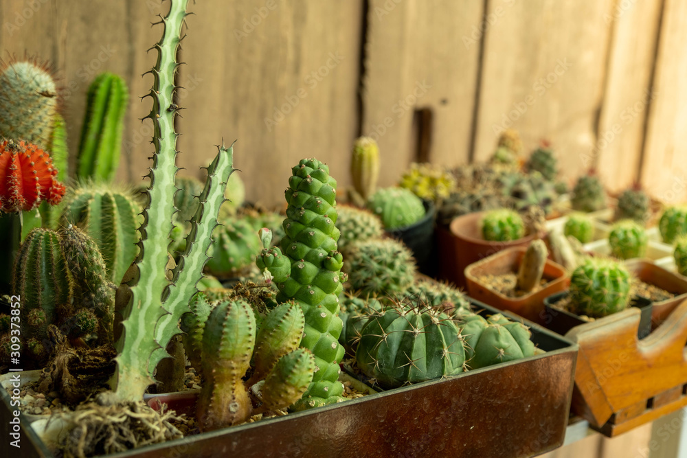 Small cactus in different shapes growing in pots. Small cactus in different shapes growing in pots.