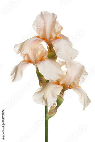 Delicate iris flower Isolated on a white background.