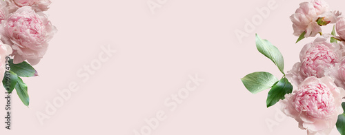 Fotografie Pink peonies isolated on pastel background