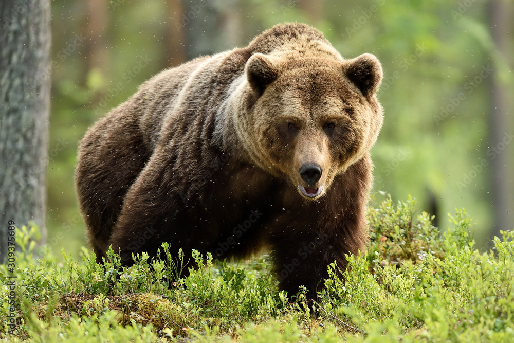 powerful male brown bear in forest landscape