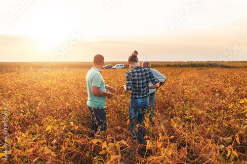 Farmers standing in a field examining soybean crop before harvesting during sunset.