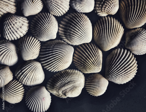 collection of sea shells. marine pattern. unusual texture of motley seashells. marine texture. marine mood. unusual shells. nautical decorations