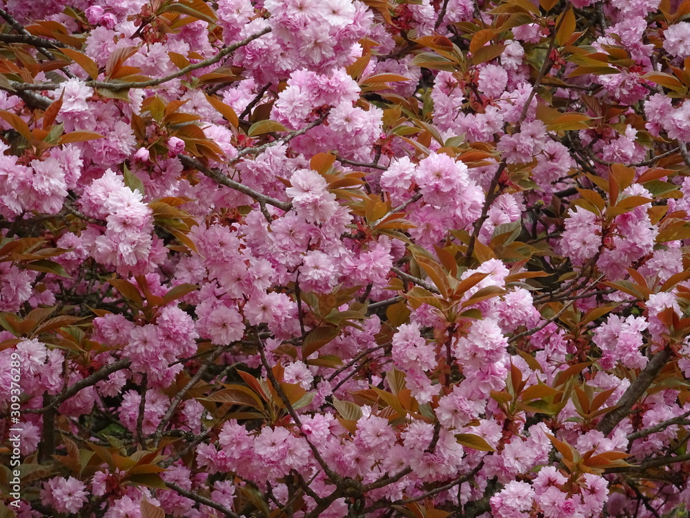 Cerisier du Japon rose