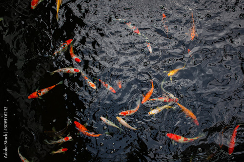 Top view of the Fancy carp or Mirror carp fish in the pond with black background. Bird eye view of the beautiful fish in the canal.