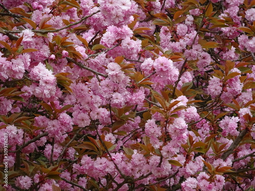 Wallpaper Mural Cerisier du Japon rose Torontodigital.ca