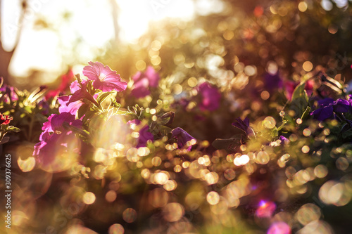 beautiful flowers have pink color, red color, orange color and little bokeh between sunset.