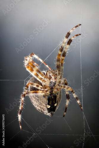 A close-up view of a cross spider in its web
