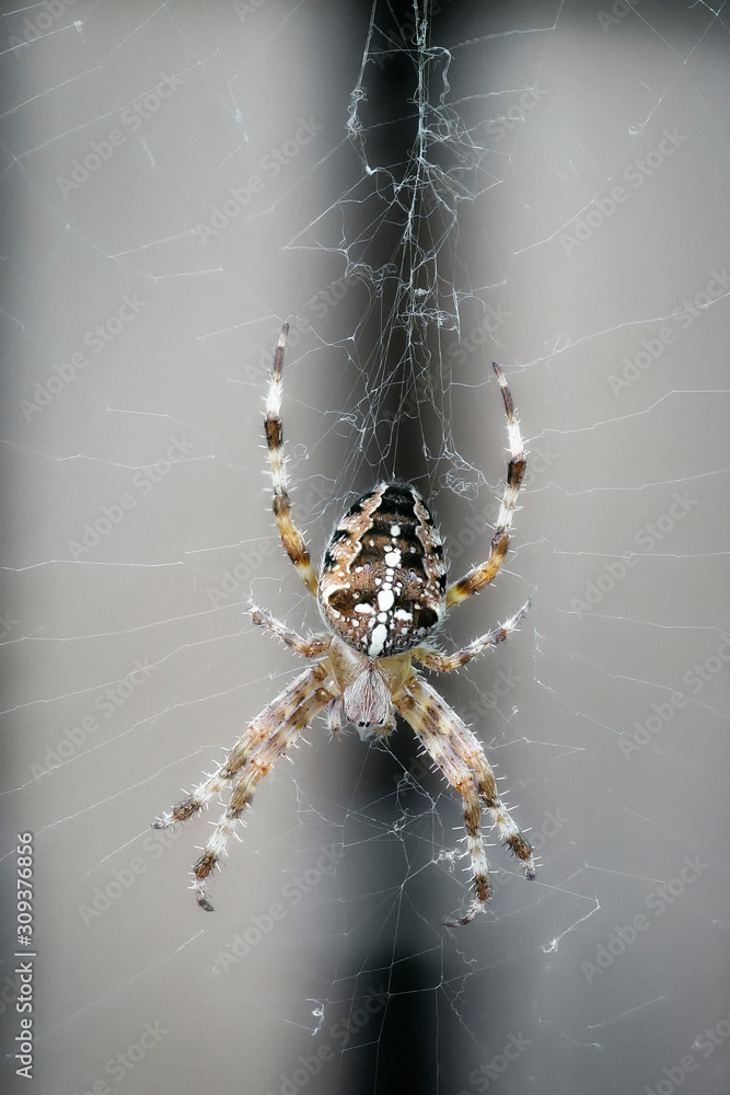 A close-up view of a cross spider in its web A close-up view of a cross spider in its web
