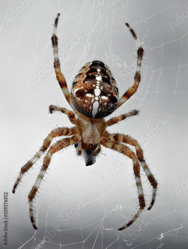 A close-up view of a cross spider in its web