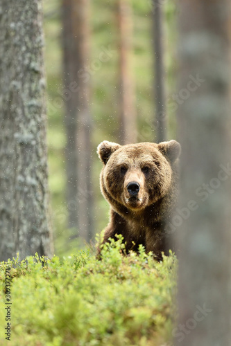 brown bear behind a tree in forest