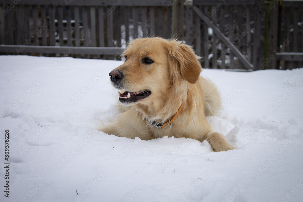 Golden Retriever with snow and wood in the background
