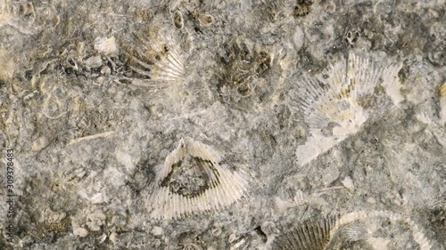 Brachiopoda fossils on Baltic limestone on turn table