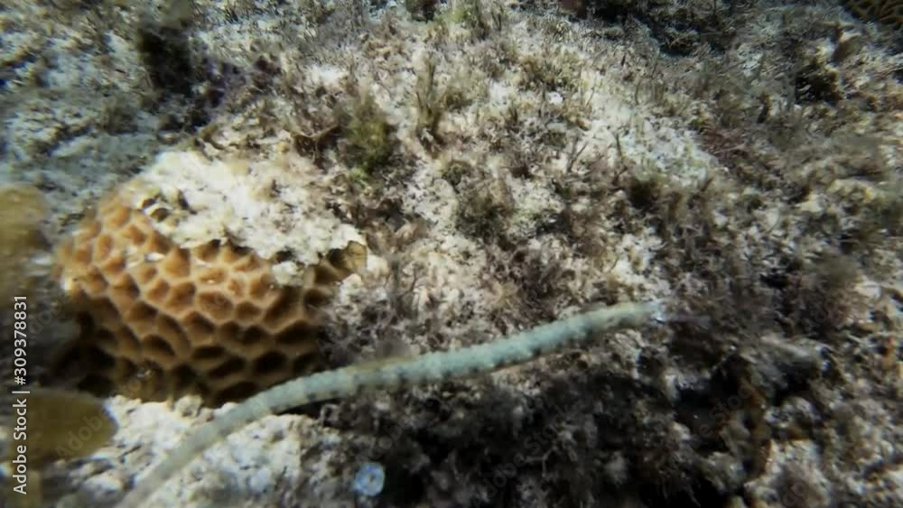 A pipefish swims fastly above the coral reef floor. A pipefish swims fastly above the coral reef floor.
