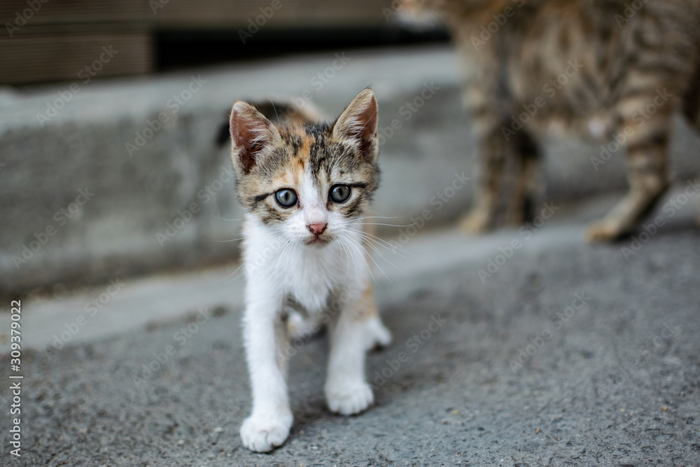 street kitten cypros