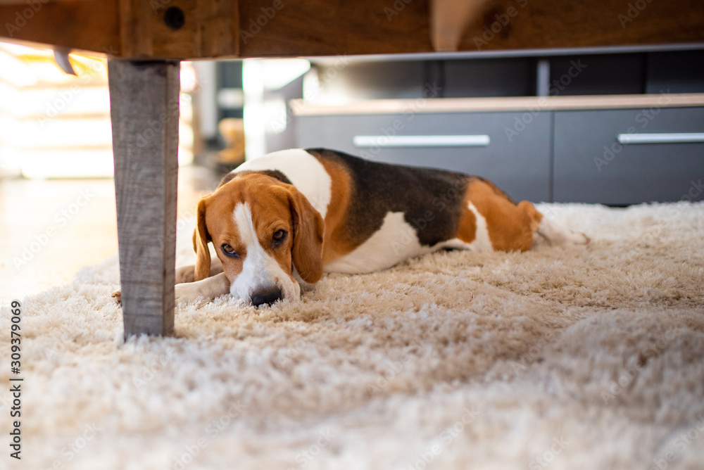 Why Do Dogs Dig At The Carpet Before Lying Down