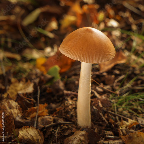 Local forest mushroom, fungi