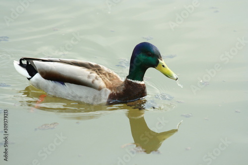 duck in water