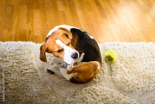 Dog Beagle scratches himself on carpet, indoors. Dog background photo