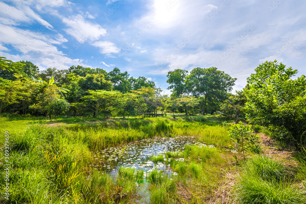 Fototapeta premium sunny day with pond in the forest.