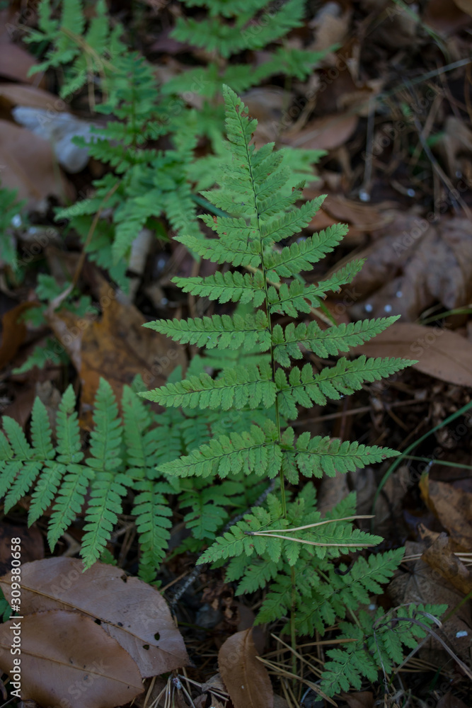 Forest fern close up. Green fern. Forest fern close up. Green fern.