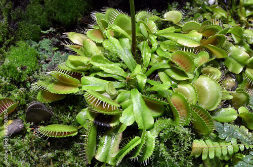 Venus fly trap flowers - carnivorous plants growing in soil in botanical garden - Dionaea Muscipula