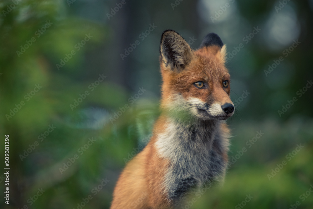 red fox red fox