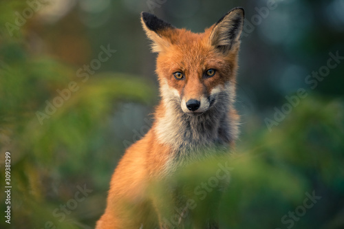 red fox in the wild