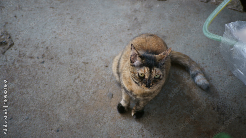 A cat on a concrete floor
