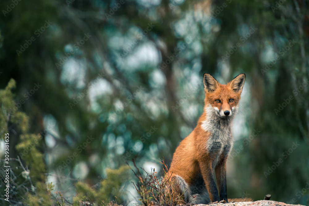red fox red fox