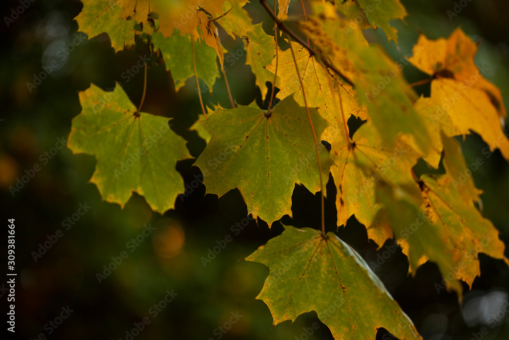 maple leaves in autumn maple leaves in autumn