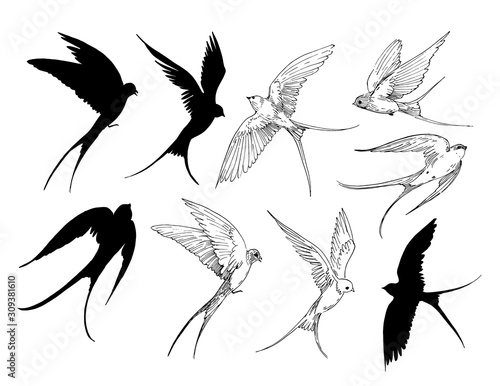 Set of a flying swallows. Hand drawn illustration converted to vector. Outline with transparent background