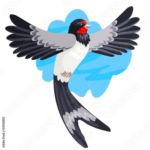 Spring migratory bird a swallow in flight against the background of the sky. Vector illustration of a wild animal © Veronika