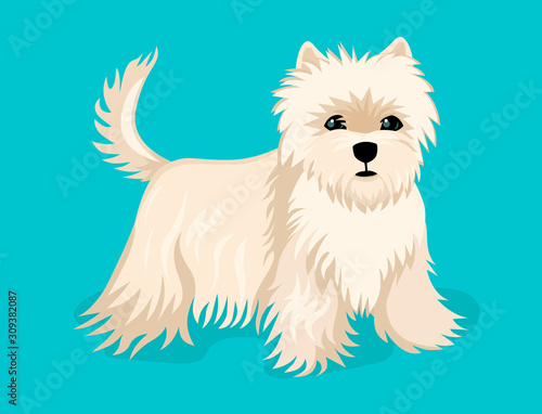 Little puppy, dog breed shi tzu stands. Vector illustration photo