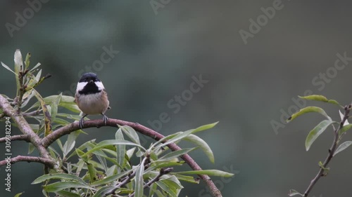 Coal tit bird sitting on garden tree